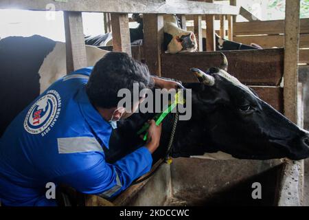 Ein Tierarzt zeigt Anzeichen einer Kuh, die am 20. Juni 2022 in Cilembu, Sumedang Regency, West Java, Indonesien. Die Regierung von West-Java strebt an, dass sie in der ersten Woche 2.000 Kühe in fünf westjavanischen Rinderfarmen wie Bandung Regency, West Bandung Regency, Garut, Kuningan und Sumedang mit einer Mund- und Nagelkrankheit-Impfung (PMK) impfen kann. (Foto von Algi Febri Sugita/NurPhoto) Stockfoto