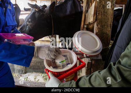 Ein Tierarzt bereitet am 20. Juni 2022 in Cilembu, Sumedang Regency, West Java, den Aftopor-Impfstoff gegen Mund- und Nagelkrankheiten (MKS) für Nutztiere vor. Indonesien. Die Regierung von West-Java strebt an, dass sie in der ersten Woche 2.000 Kühe in fünf westjavanischen Rinderfarmen wie Bandung Regency, West Bandung Regency, Garut, Kuningan und Sumedang mit einer Mund- und Nagelkrankheit-Impfung (PMK) impfen kann. (Foto von Algi Febri Sugita/NurPhoto) Stockfoto
