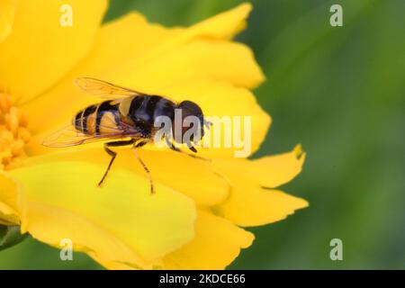 Luftkissenfliegen auf einer Blume in Toronto, Ontario, Kanada, am 19. Juni 2022. (Foto von Creative Touch Imaging Ltd./NurPhoto) Stockfoto