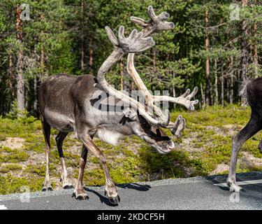 Eine Nahaufnahme des borealen Waldkaribou in einem Wald Stockfoto