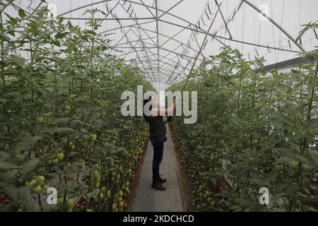 Sofía Mendoza, Landwirt, während der Bestäubung von Tomatenpflanzen in einem Gewächshaus in Tlaltenco im Stadtteil Tláhuac von Mexiko-Stadt, zum Verkauf vor Ort. Kürzlich verzeichneten der Nationale Verbraucherpreisindex und das Nationale Institut für Statistik und Geographie in Mexiko einen Preisanstieg für dieses Produkt, der je nach demographischer Zone, Markt oder Selbstbedienungsgeschäft bei $20 Pesos pro Kilogramm lag und auf $35 Pesos pro Kilogramm Anstieg. (Foto von Gerardo Vieyra/NurPhoto) Stockfoto