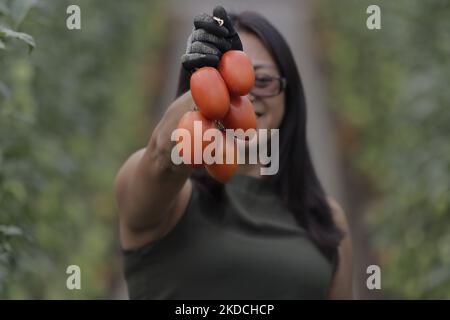 Sofía Mendoza, ein Landwirt, hält ein paar Tomaten in einem Gewächshaus in Tlaltenco im Stadtteil Tláhuac von Mexiko-Stadt, zum Verkauf vor Ort. Kürzlich verzeichneten der Nationale Verbraucherpreisindex und das Nationale Institut für Statistik und Geographie in Mexiko einen Preisanstieg für dieses Produkt, der je nach demographischer Zone, Markt oder Selbstbedienungsgeschäft bei $20 Pesos pro Kilogramm lag und auf $35 Pesos pro Kilogramm Anstieg. (Foto von Gerardo Vieyra/NurPhoto) Stockfoto