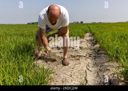 Fabrizio Rizzotti, Reisproduzent seit sechs Generationen und Vertreter von Coldiretti, kontrolliert die unter Wassermangel leidenden Felder. Reis braucht viel Wasser für seinen Lebenszyklus, und das Gebiet zwischen Novara und Pavia ist am 23. Juni 2022 in Novara in einem ernsten Mangel. Fabrizio schätzt, dass etwa 50 % der Ernte in einem Stadium beeinträchtigt werden, in dem die Kosten praktisch alle bereits getragen werden, was mehrere Erzeuger in Schwierigkeiten bringen könnte. Die sehr heißen Tage und der Mangel an Niederschlägen schaffen immer größere Schwierigkeiten für Landwirte und Viehzüchter. Der Wassermangel im Po-Flussbecken war Stockfoto