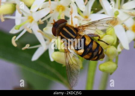 Luftkissenfliegen auf einer Blume in Toronto, Ontario, Kanada, am 19. Juni 2022. (Foto von Creative Touch Imaging Ltd./NurPhoto) Stockfoto