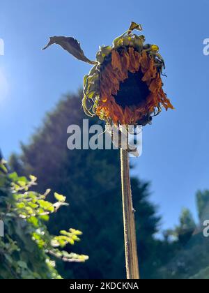 Welke Sonnenblume Stockfoto