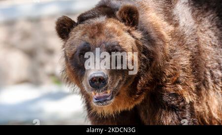 Nahaufnahme eines gefährdeten Grizzlybären, Ursus arctos horribilis, auch bekannt als nordamerikanischer Braunbär Stockfoto