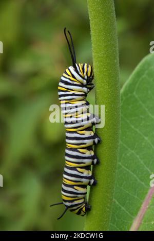 Monarch Schmetterling Raupe (Danaus plexippus) auf einer Milchkrautpflanze (Asclepias syriaca) in Markham, Ontario, Kanada, am 26. Juni 2022. (Foto von Creative Touch Imaging Ltd./NurPhoto) Stockfoto