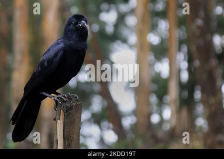 Indische Dschungelkrähe (Corvus culminnatus) im Kodaikanal, Tamil Nadu, Indien, am 16. Mai 2022. (Foto von Creative Touch Imaging Ltd./NurPhoto) Stockfoto