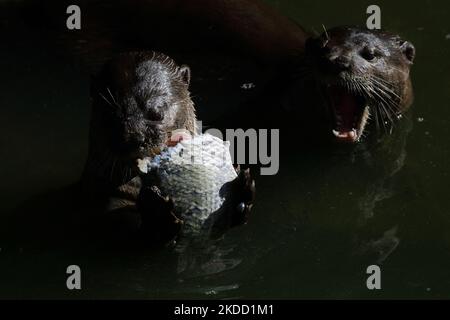 Ein glatt beschichteter Otter ernährt sich am 1. Juli 2022 in Singapur von einem Fisch in den Gardens by the Bay. Wilde Otter machen ein Comeback in den städtischen Stadtstaat, wobei die steigende Zahl der Meerestiere Besorgnis über die Überbevölkerung auslöste. (Foto von Suhaimi Abdullah/NurPhoto) Stockfoto