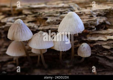 Ein feiner Schuss gräulich-brauner glockenförmiger Pilze Mycena galopus (Melkhaube) auf verfallener Holzart Stockfoto