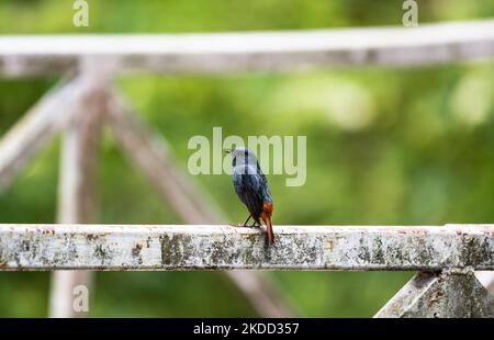 Der plumbeous Water Redstart (Phoenicurus fuliginosus) ist ein Singvögel aus der alten Welt-Fliegenfänger-Familie Muscicapidae, der am 02/07/2022 auf einem Geländer im Darjeeling Rock Garden in Darjeeling, Westbengalen, Indien sitzt. (Foto von Soumyabrata Roy/NurPhoto) Stockfoto