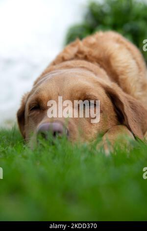 Ein zufriedener, fuchsroter Labrador Retriever-Hund, der auf üppigem, grünem Gras in einem Landhausgarten schläft Stockfoto