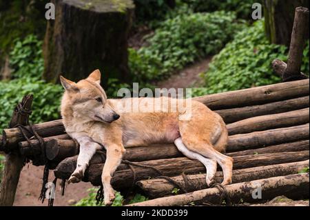 Der Himalaya-Wolf (Canis lupus himalayensis Grey) wurde von mehreren indischen Biologen als vom Aussterben bedrohte Canidenart, die sich von Canis lupus unterscheidet, vorgeschlagen. Die Ergebnisse der mitochondrialen DNA-Analyse deuten darauf hin, dass sich der Himalaya-Wolf phylogenetisch vom tibetischen Wolf unterscheidet, in Indien und Nepal aufgrund des internationalen Handels in Anhang I des CITES (Convention on International Trade in Endangered Species of Wild Fauna and Flora) als gefährdet aufgeführt sind. Die Himalaya-Wolfspopulation wird nur in der oberen Trans-Himalaya-Region Indiens über die beiden nördlichsten Sta gefunden Stockfoto