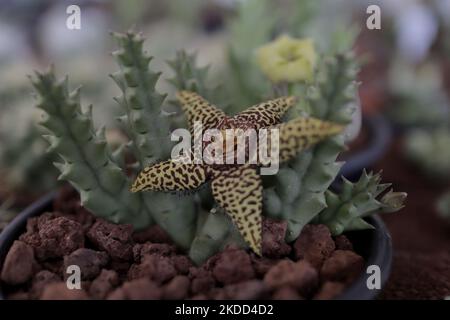 Cactaceae zum Verkauf während der Eröffnung der Messe für handwerkliche und nachhaltige Produkte in der Esplanade der Macroplaza Cuitláhuac im Stadtteil Iztapalapa von Mexiko-Stadt, wo mehr als 40 Aussteller und Produzenten aus dem Inneren der mexikanischen Republik, Die an den Bundesprogrammen Sembrando Vida und Conservación de Áreas Naturales teilnehmen. Der Zweck dieser Messe ist es, ihre umweltfreundlichen Produktionsmethoden nach Mexiko-Stadt zu bringen, mit dem Mehrwert, dass der Konsum der ganzen Vielfalt an handwerklichen Lebensmitteln und Derivaten die econ stärkt Stockfoto