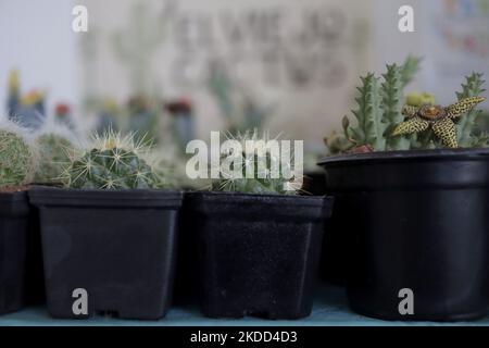 Cactaceae zum Verkauf während der Eröffnung der Messe für handwerkliche und nachhaltige Produkte in der Esplanade der Macroplaza Cuitláhuac im Stadtteil Iztapalapa von Mexiko-Stadt, wo mehr als 40 Aussteller und Produzenten aus dem Inneren der mexikanischen Republik, Die an den Bundesprogrammen Sembrando Vida und Conservación de Áreas Naturales teilnehmen. Der Zweck dieser Messe ist es, ihre umweltfreundlichen Produktionsmethoden nach Mexiko-Stadt zu bringen, mit dem Mehrwert, dass der Konsum der ganzen Vielfalt an handwerklichen Lebensmitteln und Derivaten die econ stärkt Stockfoto