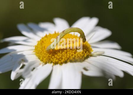 Kankerwurm auf einer wilden Blume der Gänseblümchen (Leucanthemum vulgare) in Markham, Ontario, Kanada, am 02. Juli 2022. Cankerwürmer sind Raupen, die oft als Looper, Inchworms oder Messwürmer bezeichnet werden. (Foto von Creative Touch Imaging Ltd./NurPhoto) Stockfoto