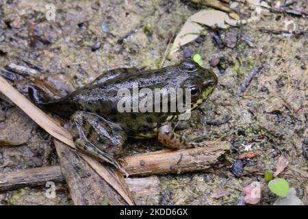 Grüner Froglet (Lithobates clamitans oder Rana clamitans) mit einem Schwanz (Kaulquappe Frosch) in Toronto, Ontario, Kanada, am 30. Juni 2022. (Foto von Creative Touch Imaging Ltd./NurPhoto) Stockfoto