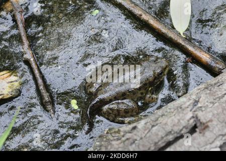 Grüner Froglet (Lithobates clamitans oder Rana clamitans) mit einem Schwanz (Kaulquappe Frosch) in Toronto, Ontario, Kanada, am 30. Juni 2022. (Foto von Creative Touch Imaging Ltd./NurPhoto) Stockfoto