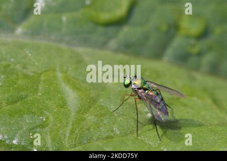 Langbeinige Fliege (Condylostylus inermis) auf einem Blatt in Toronto, Ontario, Kanada, am 03. Juli 2022. (Foto von Creative Touch Imaging Ltd./NurPhoto) Stockfoto