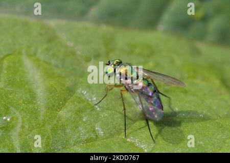 Langbeinige Fliege (Condylostylus inermis) auf einem Blatt in Toronto, Ontario, Kanada, am 03. Juli 2022. (Foto von Creative Touch Imaging Ltd./NurPhoto) Stockfoto