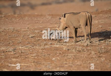 Ein weiblicher Warzenschwein (Phacochoerus africanus) mit zwei kleinen Ferkeln Stockfoto