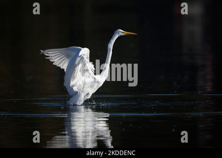 Eine Nahaufnahme des östlichen Reiher, der auf dem See ruht Stockfoto