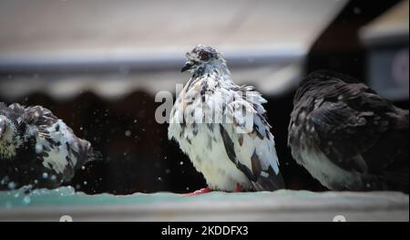 Eine Nahaufnahme von Tauben mit nassen Federn, die auf dem Brunnen sitzen Stockfoto