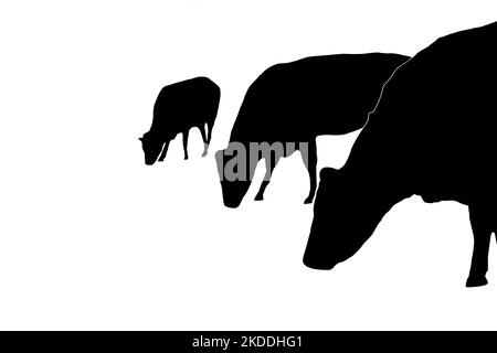 Rinderherde mit weidender Silhouette vor weißem Hintergrund Stockfoto