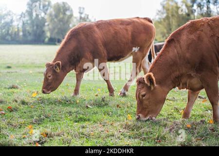 Herde von Kühen, die auf gemeinem Land in Cambridge weiden und Gras auf der Wiese essen Stockfoto