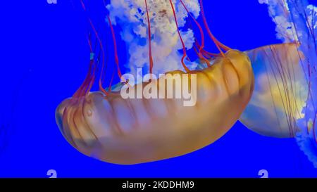 Große gelbe Quallen, die kopfüber in leuchtend blauem Wasser schwimmen Stockfoto