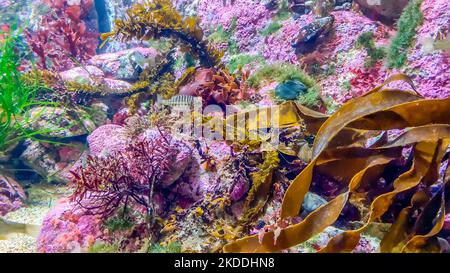 Korallenriff-Aquarium mit kleinen bunten Fischen Stockfoto