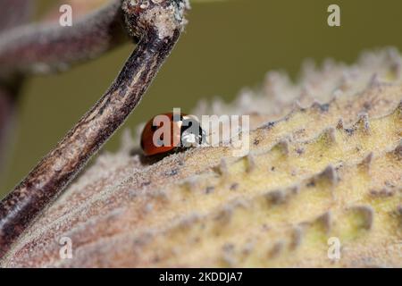 Nahaufnahme eines Marienkäfer auf einer Milchkrautkapsel. Coccineus. Asiatischer Käfer, der unter der Sonne auf der Haut einer Seidenweed-Pflanze ruht. Stockfoto