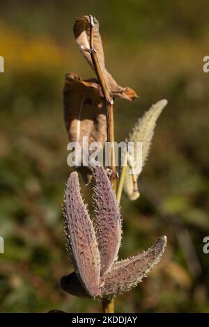 Schoten auf einem Zweig der Milchkrautpflanze. Asclepias syriaca. Stachelfrucht der Seidenweed-Pflanze. Stockfoto