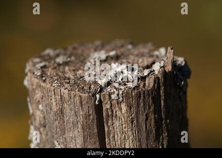 Blättrige Flechten auf einem Zaun-Pfostenbogen. Flechten sprießen auf einem Holzpficket vor einem verschwommenen Hintergrund. Stockfoto