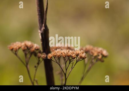 Trockene Wildblumen und Stängel wieder einen verschwommenen Hintergrund. Haufen getrockneter Wildblumenschoten auf einer Wiese. Stockfoto