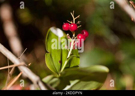 Rote Beeren von einer Maiglöckchen im Wald. Convallaria majalis. Frucht einer Maiglöckchen. Mai-Glocken. Die Tränen der Muttergottes. Marys Tränen. Becher Stockfoto