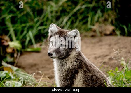 Polarfuchs Stockfoto