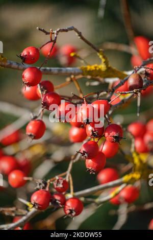 Rote Weißdornbeeren auf einem Ast auf dem verschwommenen Hintergrund Stockfoto