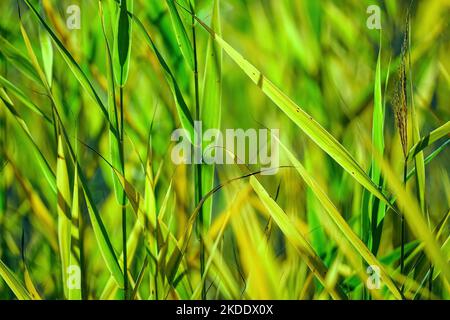 Grüne helle Grashalme Nahaufnahme auf dem unscharfen Hintergrund Stockfoto