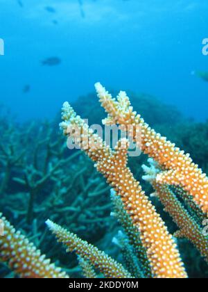 Staghorn-Korallen auf dem great Barrier Reef von australias Stockfoto