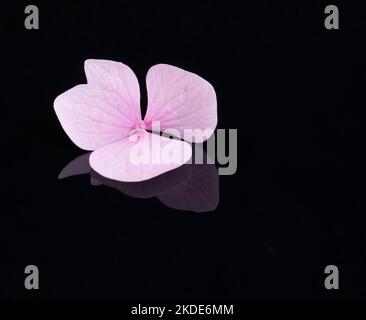 Rosa Hydrangea Blume auf schwarzem Hintergrund mit Reflexion Stockfoto