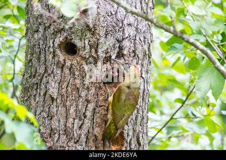 Europäischer Grünspecht (Picus viridis) Weibchen füttert die Jungen von außerhalb der Nesthöhle, Deutschland Stockfoto