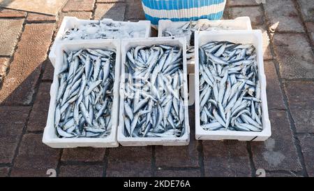 Boxen gefüllt mit frisch gefangenen Sardinen, stehen zum Verkauf am Rande eines Docks, Saranda, Albanien Stockfoto