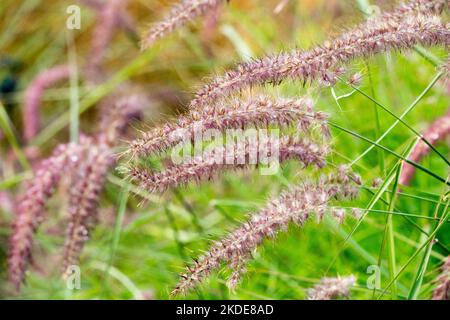 Orientalisches Brunnengras, Garten, Brunnengras, Blumenköpfe, Kultivar, Pennisetum 'Karley Rose', Pennisetum orientale, Blooming Stockfoto