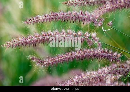 Brunnengras, Pennisetum orientale 'Karley Rose', Flower Heads Pennisetum 'Karley Rose' Stockfoto