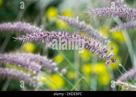 Pennisetum 'Karley Rose' Flower Heads Pennisetum orientale wunderschöne Sorte Stockfoto