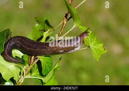 Große graue Schnecke, Leopardenschnecke (LiMax maximus), Familie Limacidae, die über Efeu kriecht. Frühling, Niederlande, Mai Stockfoto