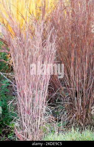 Little Bluestem, Schizachyrium scoparium 'die blaue Sorte', Ornamental, Gras, schön, Sorte Stockfoto