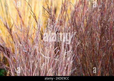 Ornamental, Pflanze, Little Bluestem, Schizachyrium scoparium, The Blue Strain, Herbstfärbung, Gras Stockfoto