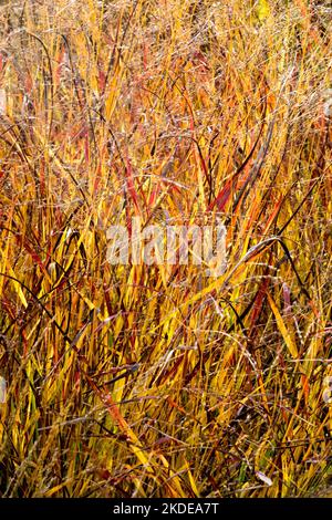 Herbst, Panic Gras, „Kurt Bluemel“ Panicum virgatum, Hardy, Kultivar, Gras, Garten, Herbstlaub, Tauschgras Stockfoto